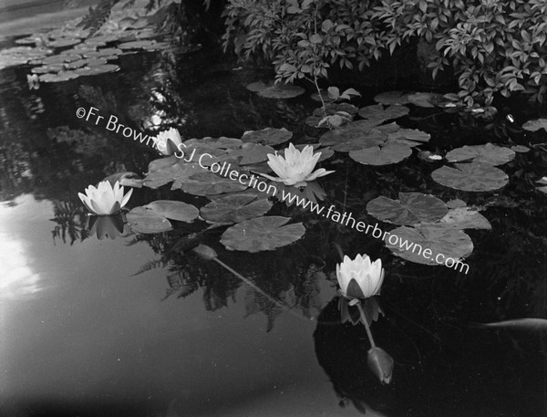 WATER LILLIES AT EMO COURT